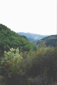 View down Stevens Canyon - click for full-sized photo