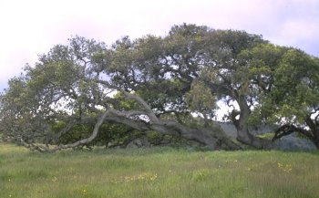 Coast live oak