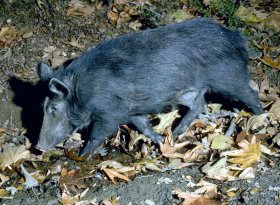 Feral pig in Sunol Regional Wilderness -- click for larger image [127Kb]