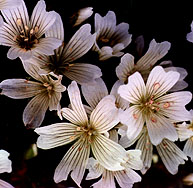 Meadowfoam near park headquarters, Grant Ranch