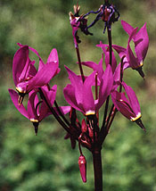 Shooting stars, Foothill Pine trail, Grant Ranch