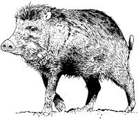 feral pig