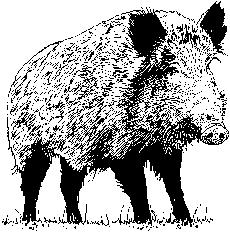 feral pig