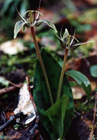 Fetid adder's tongue, Pulgas Ridge