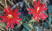 Indian pinks, Pulgas Ridge