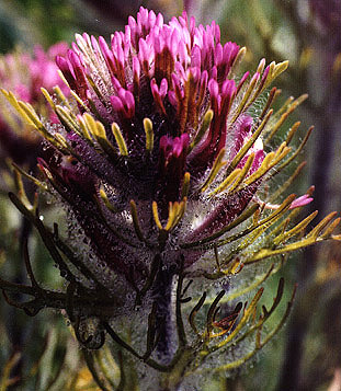 Owl's clover in the mist, Russian Ridge