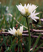 White 'bluedicks' (Dichelostemma), San Pedro