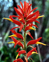 Franciscan paintbrush, San Pedro