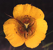 Yellow mariposa lily, Wilder Ranch