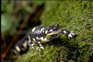 California tiger salamander