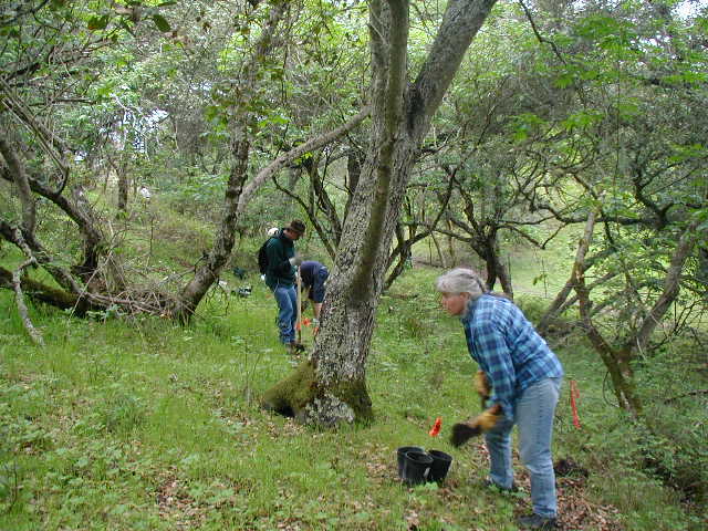 Sue digging native plants for transplanting