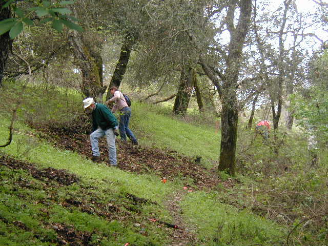 John and Eric clear poison oak near top of woods