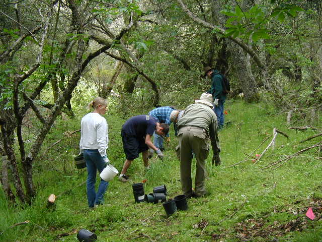 The transplanting crew