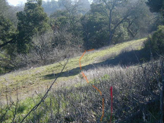 Disk line and woods below upper switchback